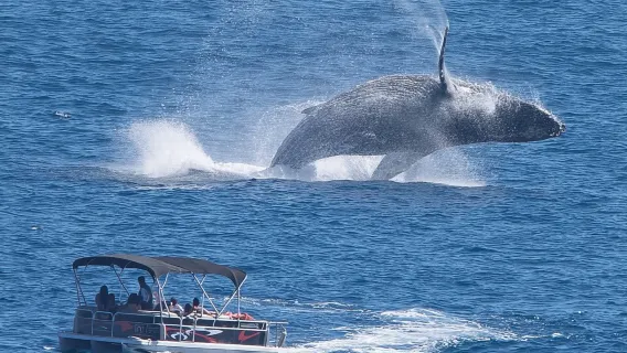 Whale Watching in Cabo San Lucas on board our Luxury Trimaran! 