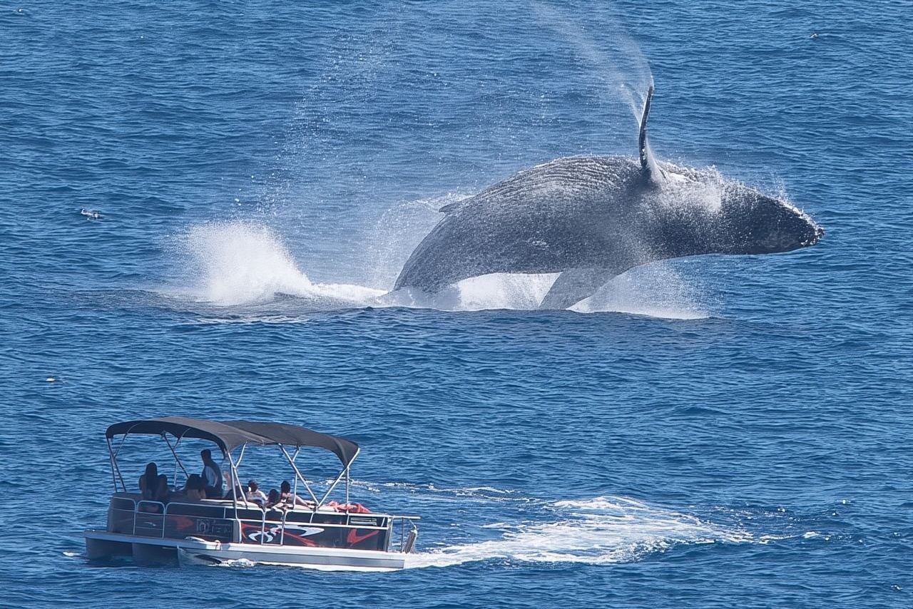 Avvistamento balene a Cabo San Lucas a bordo del nostro lussuoso trimarano!