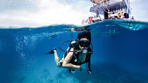 Diving in Koh Samui and Koh Tao for certified/non-certified experience with snorkeling and transfer included