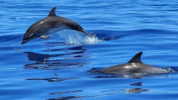 Pelayaran Snorkeling Dolphin Shelling di Tampa
