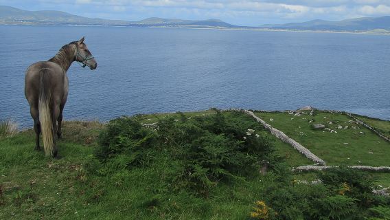 Luxury Photography Day Tour on Ring of Kerry and Skellig Ring - Fully Guided and Chauffeured