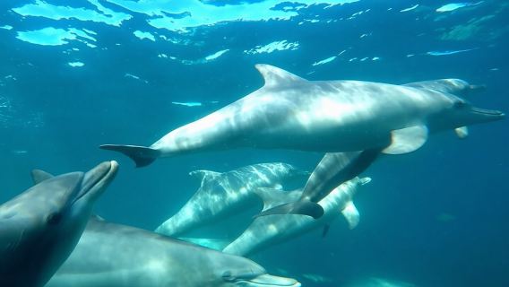 Swim with Wild Dolphins Day Tour