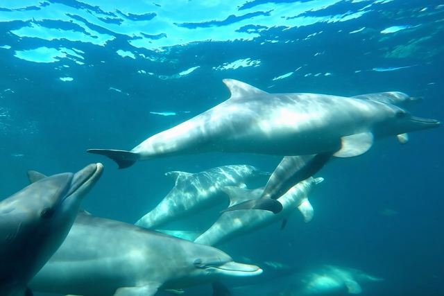 Swim with Wild Dolphins Day Tour