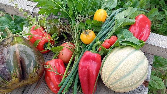 4-Hour Sustainable Farm Tour in South Heraklion