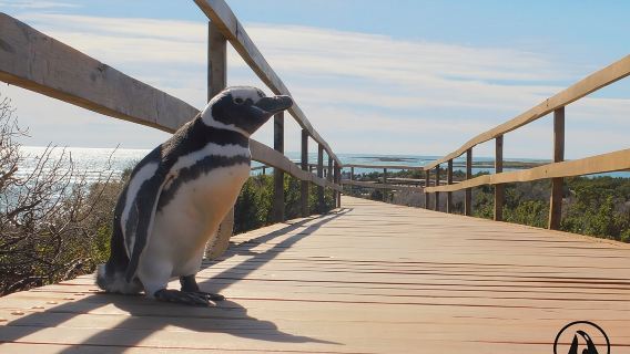 Du lịch bờ biển Punta Tombo Tàu du lịch Hành khách Puerto Madryn