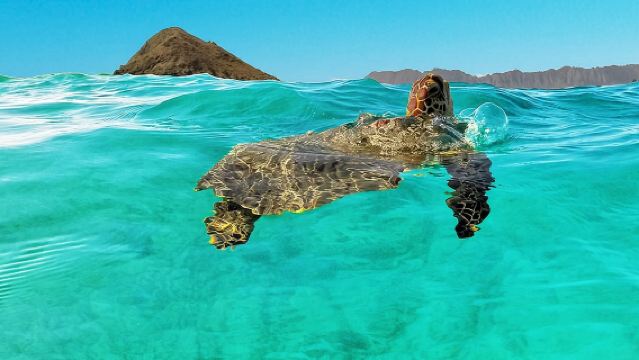 สำรวจธรรมชาติด้วยเรือคายัคแบบอิสระในไคลัว เกาะโออาฮู