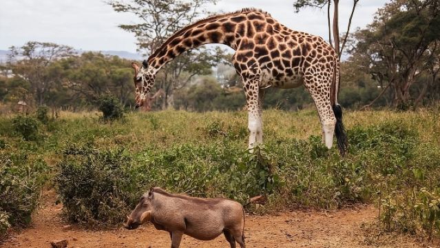 ツアー：キリンセンターとナイロビ国立公園