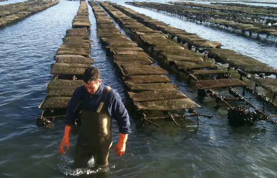 4個站點 | 3個島嶼及Ria Formosa Natural Park - 從法魯出發