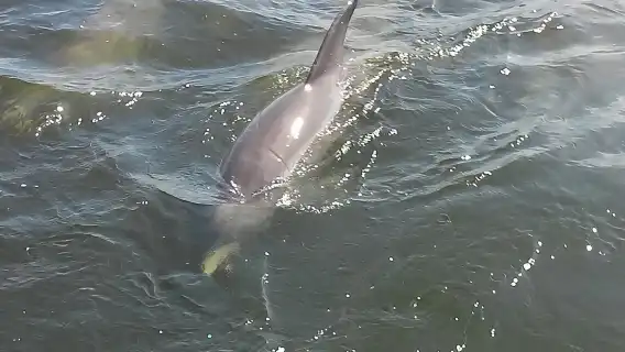 1.5-hour Dolphin Sightseeing Cruise from Tampa
