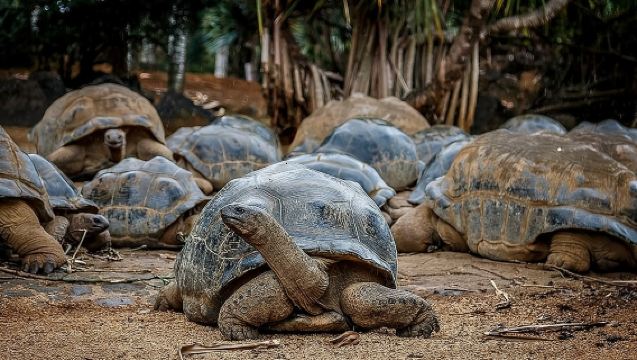 South of Mauritius : Crocodile park, lunch ,Rum and Tea Tasting