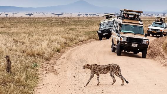 Mwanza: Chuyến đi trong ngày đến Công viên quốc gia Serengeti kèm bữa trưa