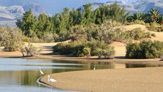 e-Scooter City Tour + Camel Ride inside Maspalomas Dunes