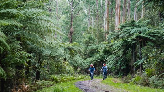 Warburton: Petualangan Sepeda Gunung Hutan Redwood