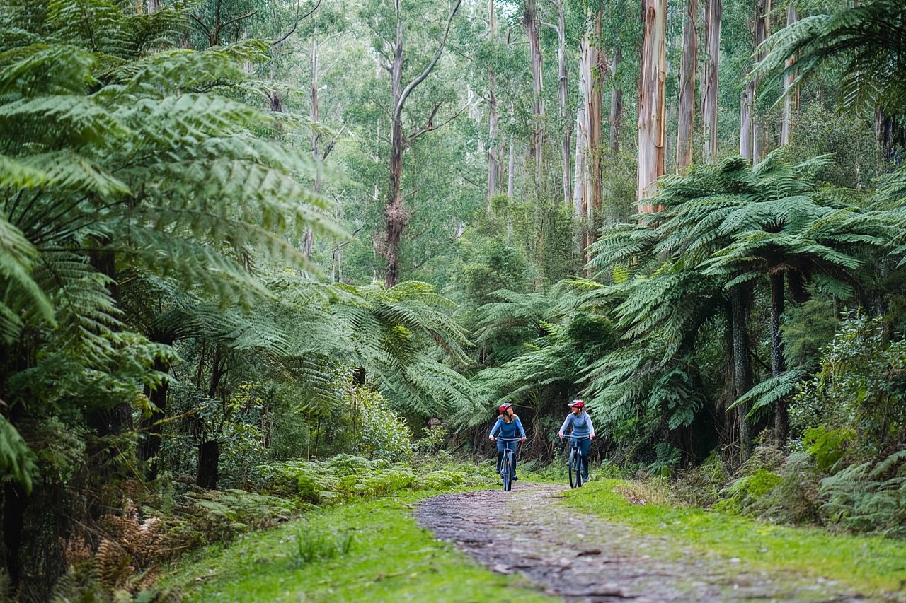 Yarra Valley: Mountainbike-Abenteuer im Redwood Forest