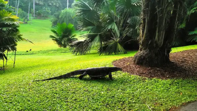 Singapore: Botanic Gardens & Tiong Bahru Walk w/Breakfast