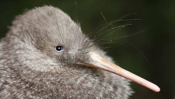 Zealandia bei Nacht-Tour