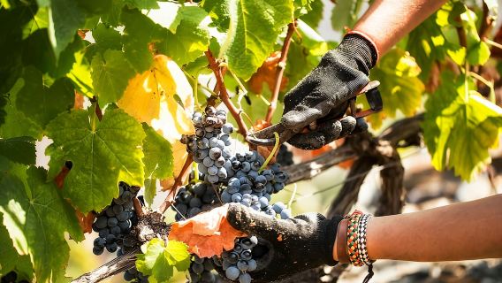 Douro Valley: Quinta de S. Luiz Winery Tour and Tasting