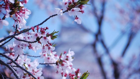 Nara: Scopri i punti salienti di Nara in 3 ore