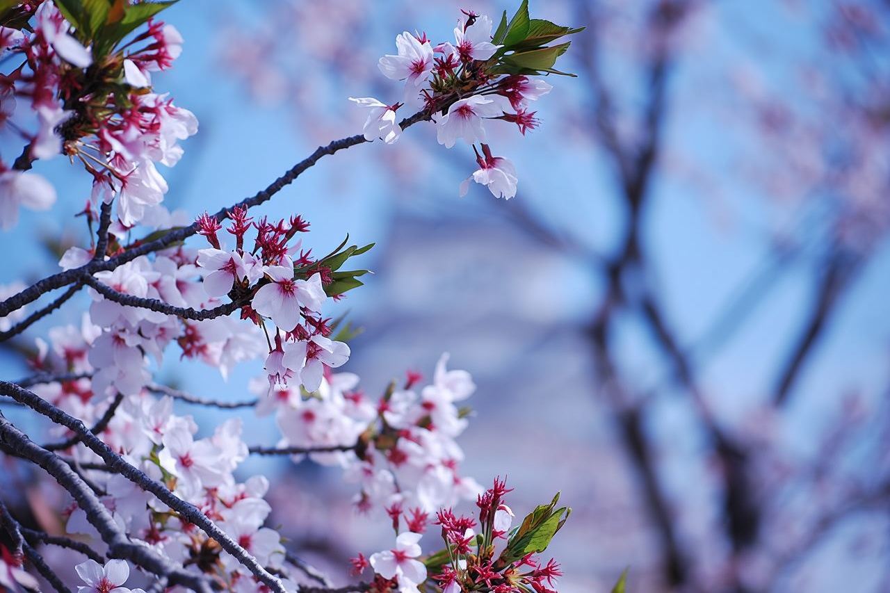 Nara: Scopri i punti salienti di Nara in 3 ore
