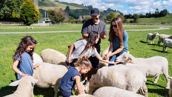 Saksikan pengalaman mencukur bulu domba di Agrodome Farm di Rotorua, Selandia Baru.