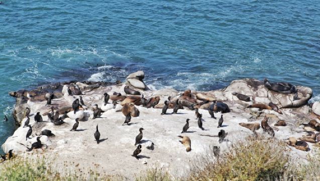 美國洛杉磯+聖地牙哥+拉霍亞海灣來回一日遊【中文包車可定制】