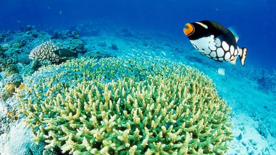 Onna Village Blue Cave Scuba Diving and Snorkeling Experience