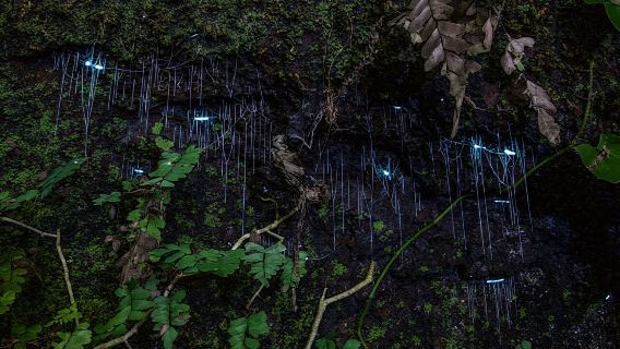 Evening rainforest and glow worm tour