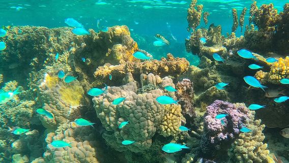 Tur safari laguna setengah hari di Bora Bora - Tur bersama