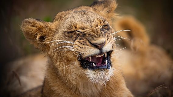 Safari de 5 horas en el Parque Nacional de Nairobi en vehículo 4x4. Recogida gratuita.