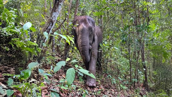 Chiang Mai: Inthanon, Santuario de Elefantes y Cascada