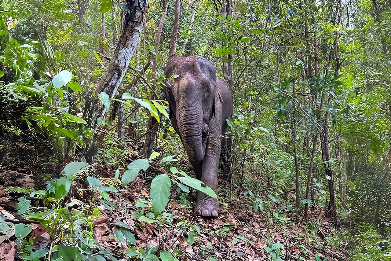 เชียงใหม่: อินทนนท์, จุดชมวิวปางช้าง และน้ำตก