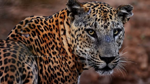 Ganztages-/Halbtages-Wildtierabenteuer im Yala-Nationalpark