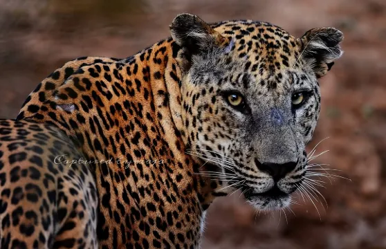 亞拉國家公園全天/半天野生動物探險之旅
