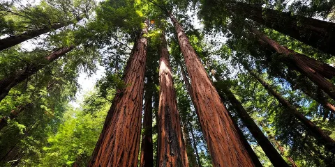 繆爾森林與索薩利托早晨半日小團遊