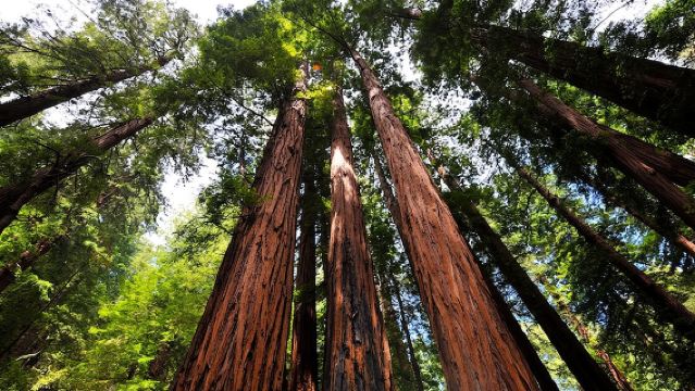 Tour en grupo reducido por la mañana a Muir Woods y Sausalito de medio día