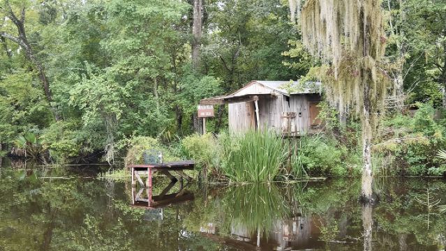 Jean Lafitte 90-Minute Swamp and Bayou Boat Tour
