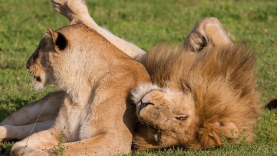 Dal Monte Kenya al Masai Mara: un'avventura safari di 8 giorni