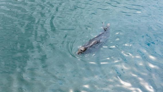 Dublin: Howth Cliffs and Lighthouse Cruise
