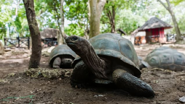 Sansibar: Halbtägige Tour zur Prison Island mit Riesenschildkröten und Gewürzen