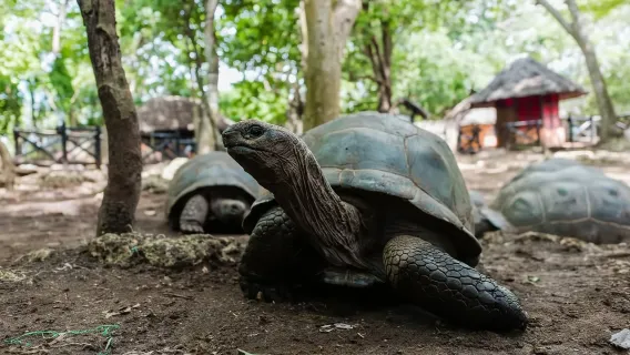 Zanzibar: Half-Day Prison Island, Tortoises and Spices Tour
