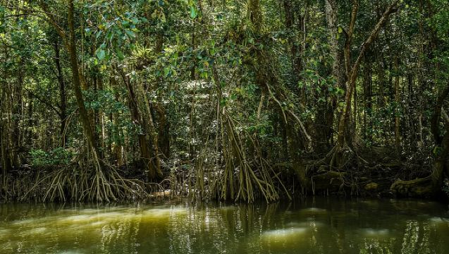 Afternoon Daintree Tour with River Cruise from Port Douglas