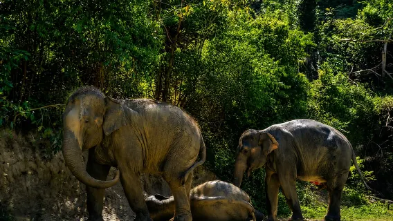Best rated tour for Small-Group Tours from Phuket with an average score of 5 Best rated tour for Small-Group Tours from Phuket with an average score of 5