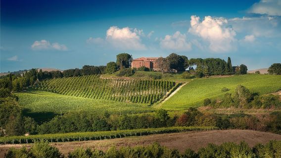 Montalcino: Brunello Wine Tasting Experience