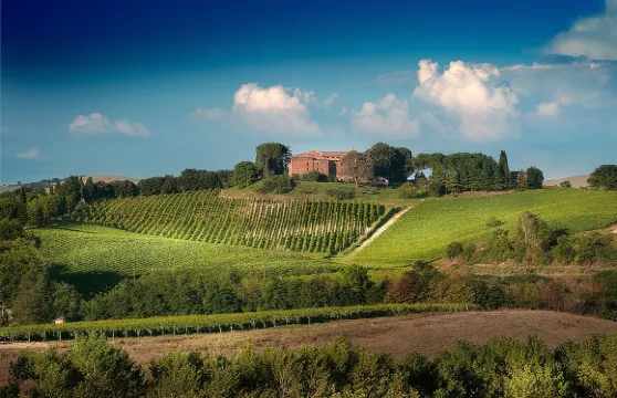 蒙塔爾奇諾：布魯內羅葡萄酒品嚐體驗