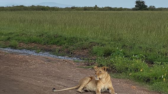 Công viên quốc gia Nairobi và trung tâm hươu cao cổ