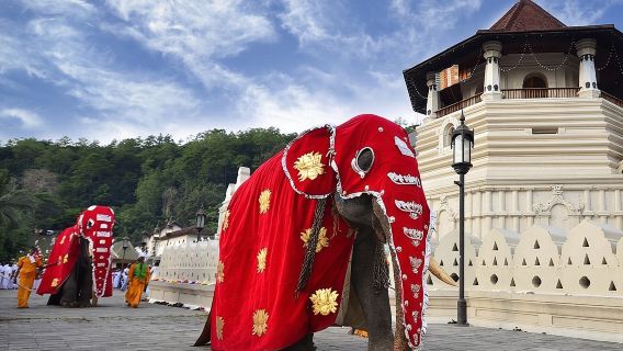 Tour privato di un giorno a Kandy con tutto incluso da Colombo e Negombo