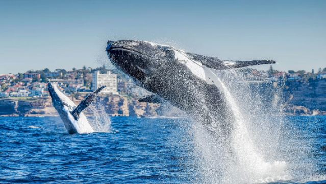 シドニー沖クジラ観賞遊覧船【複数の船型から選択可能/ガイド付き解説/ダーリングハーバーまたはサーキュラーキー出発】