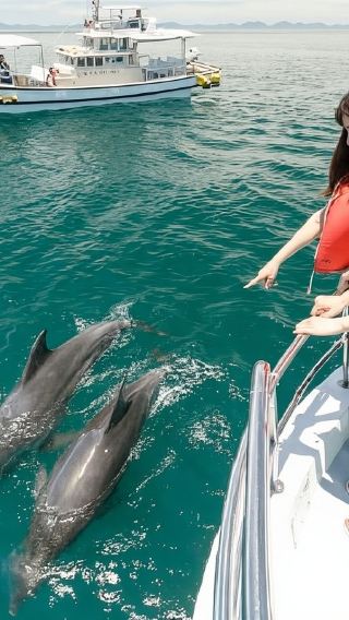 Muscat Dolphin Chase/Snorkeling Adventure