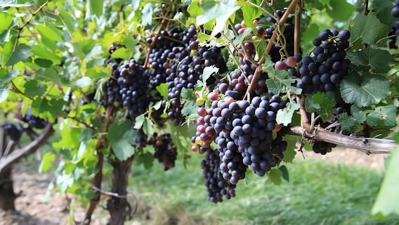 Prosecco wine road trip from Venice