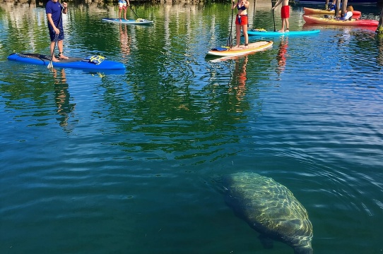 探索紅樹林溪流：全日雙人獨木舟租賃